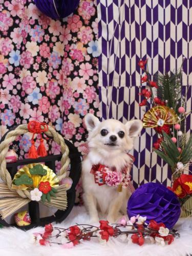 20250109ミルクちゃん